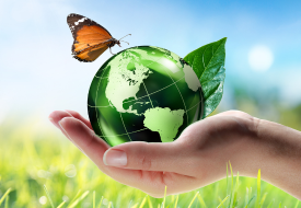 Rapidly Biodegradable